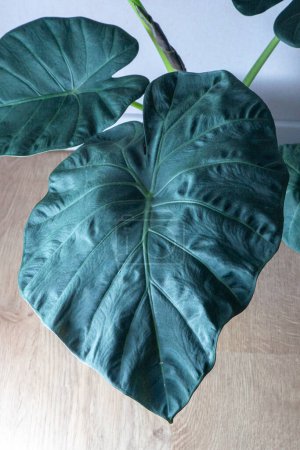 Téléchargez les photos : Alocasia Regal Shield grande plante verte à la maison - en image libre de droit