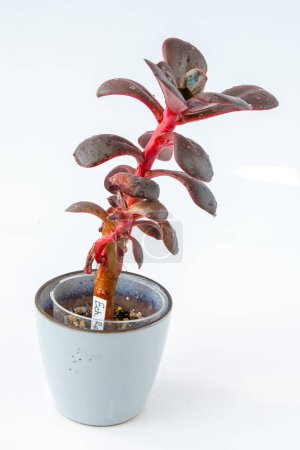Echeveria FIMBRIATA red plant succulent. Little flower on white background
