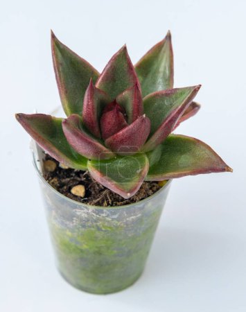 Photo for Echeveria agavoides Romeo plant succulent in pot. Green little flower on white background - Royalty Free Image
