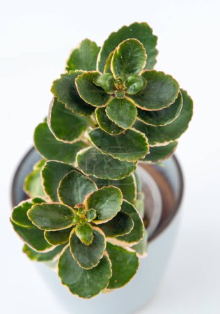 Photo for Kalanchoe blossfeldiana succulent in pot. Green little flower on white background - Royalty Free Image