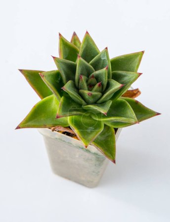 Photo for Echeveria agavoides Lipstick plant succulent in pot. Green little flower on white background - Royalty Free Image