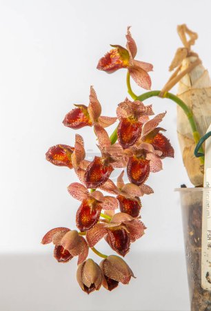 Schöne Orchideenblume. Catasetum tupa Sorte. Zweigstiel mit Knospen. Eine seltene Orchideenart. Braunrot blühende Pflanze. Floriculture zu Hause Bud mehrfarbig auf weißem Hintergrund Nahaufnahme