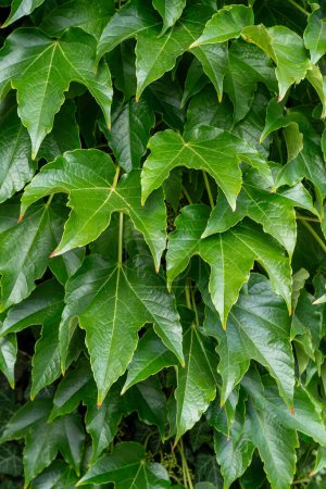 Green leafy background. Weaving ivy plant. Leaves of Japanese Ivy or Boston ivy Vitaceae Parthenocissus tricuspidata Veitchii. Wilder Wein. Spring texture. Botanical flora.