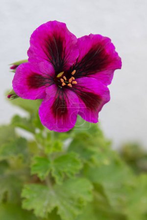 Flor rosa pelargonio. Brote púrpura florece. Fondo floral pétalo botánico. Jardinería