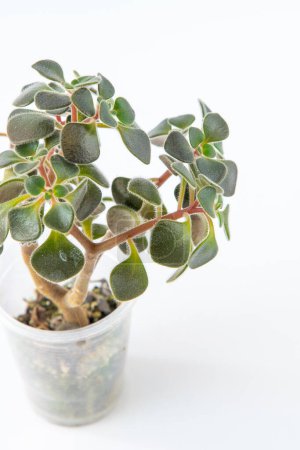 Aichryson tree of love plant succulent in pot. Green little flower on white background.
