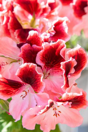 Pink pelargonium flowers. Bud close up. Grow a flower in a pot. Botanical petal floral background. Gardening.