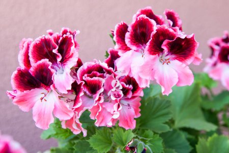 Flor rosa pelargonio. Brote púrpura florece. Fondo floral pétalo botánico. Jardinería