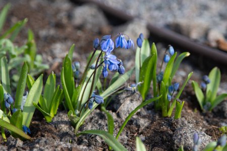 Photo for Scilla spring flowers primroses. Blue bud. Bush in a flowerbed. Scilla siberica Andrews. Snowdrops - Royalty Free Image