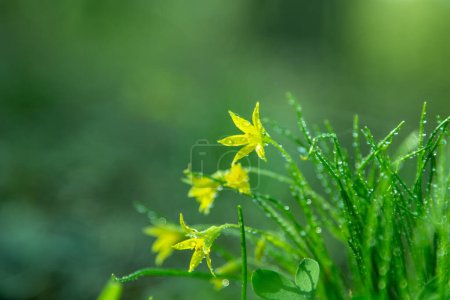 Forest wild flower Gagea minima or yellow star. Dew on green grass. Fresh nature. Drops water. Copy space