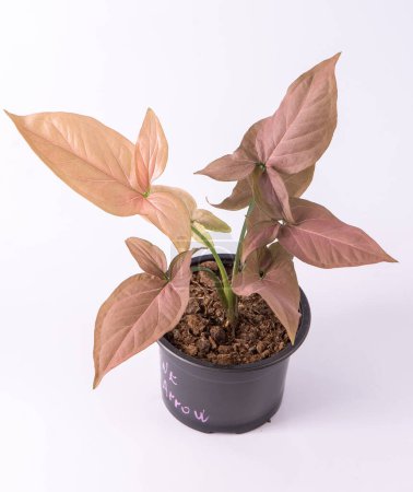 Syngonium Pink Splash Blume. Blätterpflanze