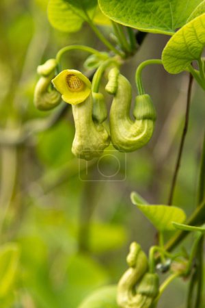 Flowers Aristolochia manshuriensis or Manchurian Pipevine Manchuria. Liana bud plant. Botany is an endangered species. Green leaf