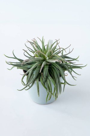 Téléchargez les photos : Tillandsia Harrisii plante succulente. Petite fleur verte sur fond blanc - en image libre de droit