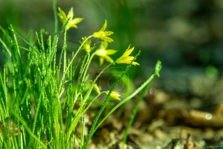 Forest wild flower Gagea minima or yellow star. Dew on green grass. Fresh nature. Drop water