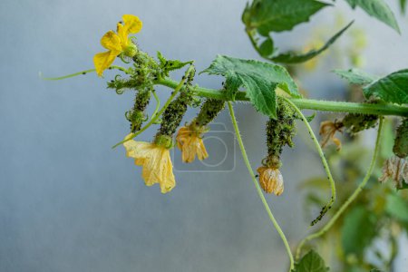 Black aphids on cucumbers. A harmful insect on the plant in the garden. Cucumber and aphid. Infection on the green plants greenhouse.