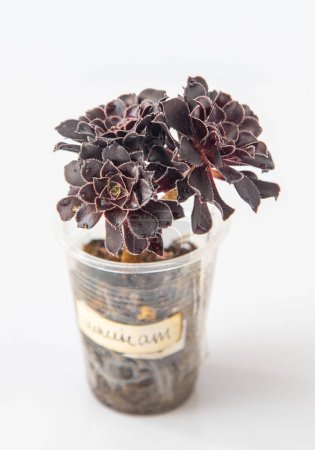 Aeonium Schwarzkopf plante succulente en pot. Petite fleur sur fond blanc