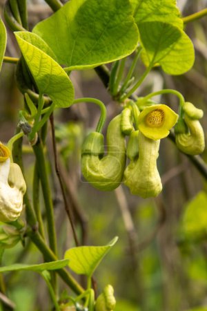 Fleurs Aristolochia manshuriensis ou Manchurian Pipevine Manchuria. Une plante à bourgeons de liane. Feuille verte botanique.