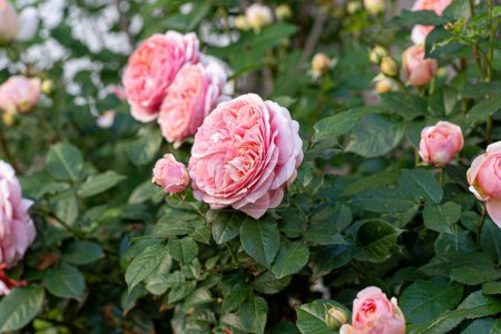 David Austin rosa Rosenknospe im Garten. Blütenblätter Strauchblumenbeet