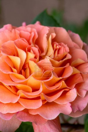 Orange rosa Rosenknospe im Garten. Blume rote Blütenblätter Buschblütenbeet. David Austin Rosen