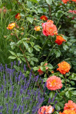 Orange rosa Rosenknospe im Garten. Blume rote Blütenblätter Buschblütenbeet. David Austin Rosen und Lavendel