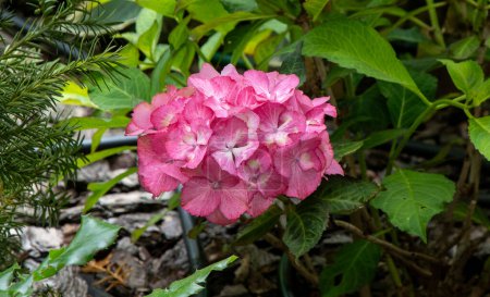Pink hydrangea flowers in the garden. Bud close up. Grow a summer flower hortensia. Flora petals green leaves background.