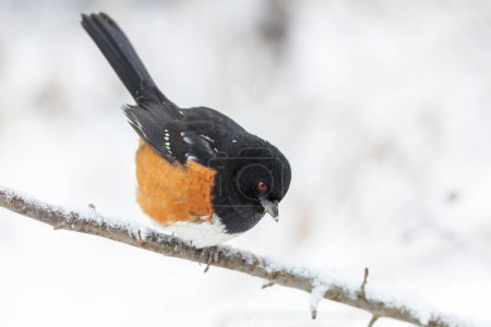 Foto de Avistado towhee bird en Vancouver BC Canada - Imagen libre de derechos