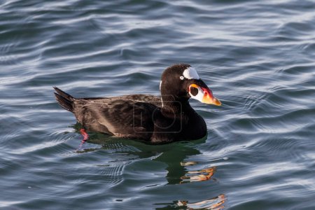 Photo for Surf Scoter bird at Vancouver BC Canada - Royalty Free Image