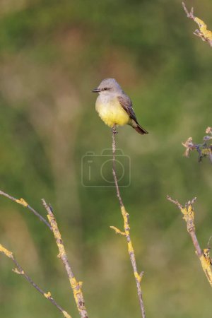 Photo for Western kingbird bird at Vancouver BC Canada - Royalty Free Image