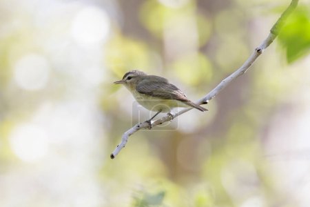 Photo for Warbling Vireo bird at Vancouver BC Canada - Royalty Free Image