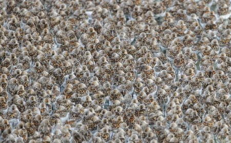 Photo for Western sandpiper bird at Vancouver BC Canada - Royalty Free Image