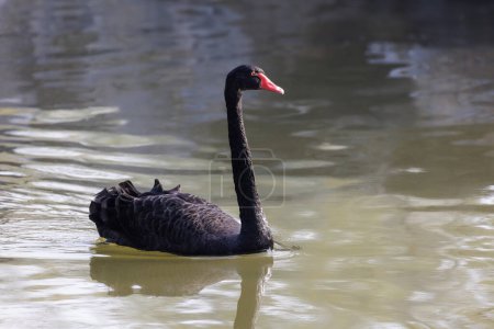 Foto de Ave cisne negra en Beijing China - Imagen libre de derechos