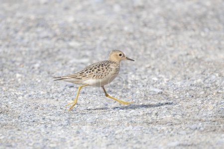 Photo for Buff-breasted Sandpiper bird at Vancouver BC Canada - Royalty Free Image