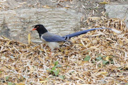 Photo for Red-billed Blue Magpie bird at Beijing China - Royalty Free Image