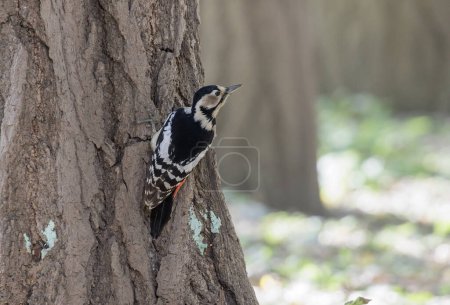 Photo for Great Spotted Woodpecker bird at Beijing China - Royalty Free Image