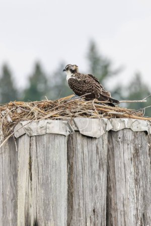 Photo for Juvenile osprey bird at Vancouver BC Canada - Royalty Free Image