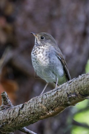 Photo for Hermit Thrush bird at Vancouver BC Canada - Royalty Free Image
