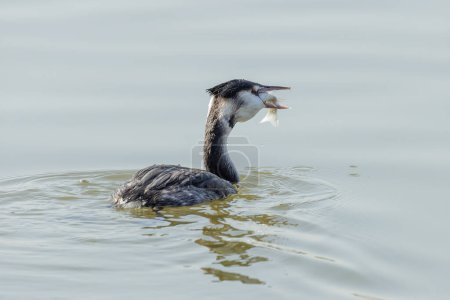 Photo for Great Crested Grebe bird at Beijing China - Royalty Free Image