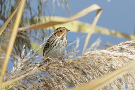 Photo for Little Bunting bird at Beijing China - Royalty Free Image