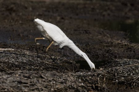 Photo for Great Egret bird at Vancouver BC Canada - Royalty Free Image