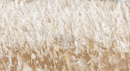 Photo for Yellow reed background at Beijing China - Royalty Free Image