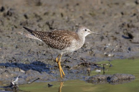 Photo for Lesser yellowlegs bird at Vancouver BC Canada - Royalty Free Image