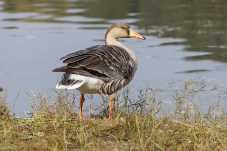 Foto de Greylag Goose bird en Beijing China - Imagen libre de derechos