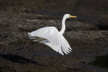 Photo for Great Egret bird at Vancouver BC Canada - Royalty Free Image