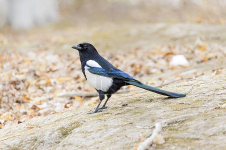 Photo for Common Magpie bird at Beijing China - Royalty Free Image