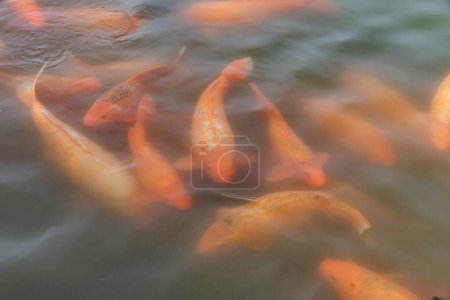 Photo for Red koi fish at Beijing China - Royalty Free Image