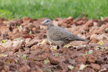 Photo for Spotted Dove bird at Beijing China - Royalty Free Image