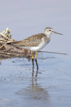 Photo for Lesser yellowlegs bird at Vancouver BC Canada - Royalty Free Image