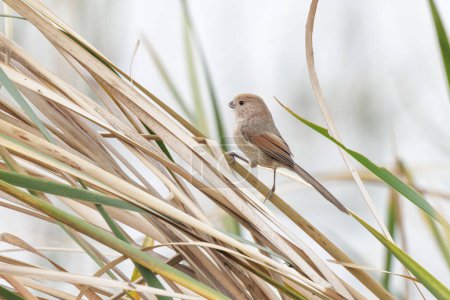 Photo for Vinous throated Parrotbill bird at Beijing China - Royalty Free Image