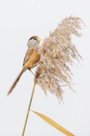 Foto de Reed Parrotbill pájaro en Beijing China - Imagen libre de derechos