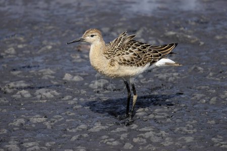 Photo for Ruff Sandpiper bird at Vancouver BC Canada - Royalty Free Image