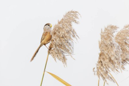 Photo for Reed Parrotbill  bird at Beijing China - Royalty Free Image